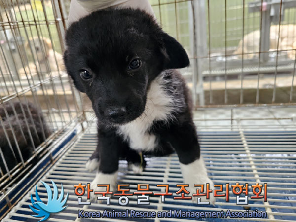한국동물구조관리협회_441560202300746